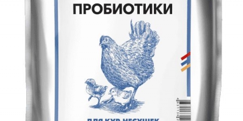 Prolaps jajovoda kod pilića - kako liječiti i što učiniti, uzroci